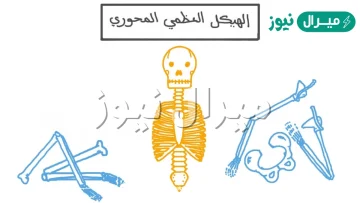 اي العبارات تمثل مكونات الهيكل المحوري