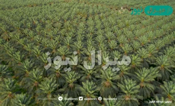اين توجد اكبر واحة نخيل في العالم