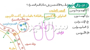 بروتين ينقل الأكسجين في الدم من الرئتين إلى سائر الجسم الكولاجين الكيراتين الهيموجلوبين الجلايكوجين