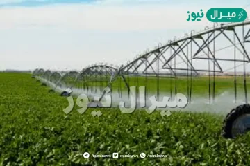بماذا تشتهر القصيم زراعيا