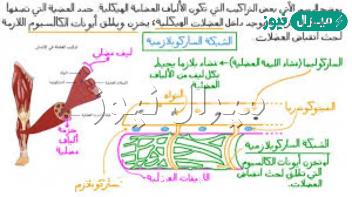 تتركب العضلة الهيكلية من حزم من الألياف العضلية. ماذا يمثل الليف العضلي الواحد
