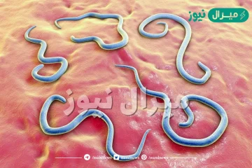 تتركز العضلات الحركية في الديدان الأسطوانية في مقدمة الجسم