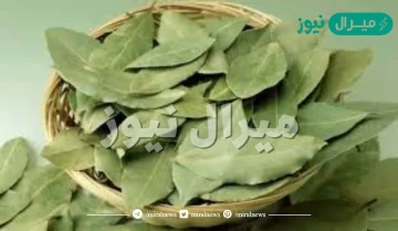 تجربتي مع ورق الغار للتنحيف