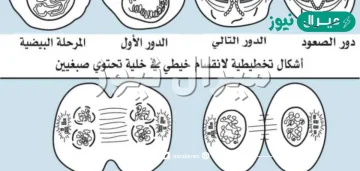 تنفصل الكروموسومات بعضها عن بعض في الطور