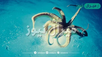 جمع كلمة اخطبوط في اللغة العربية