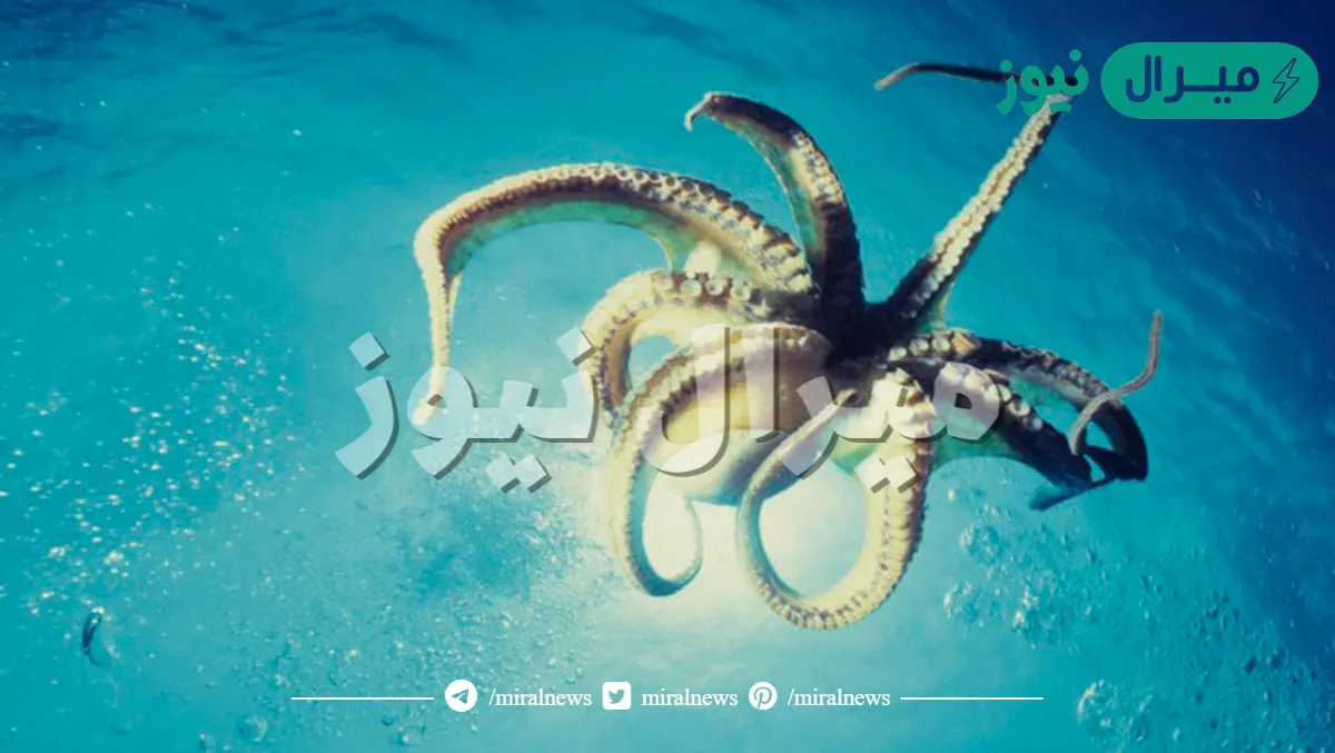 جمع كلمة اخطبوط في اللغة العربية