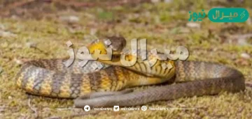 دولة تعيش فيها اكثر الافاعي السامة