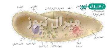 سميت الفطريات الناقصة بهذا الاسم لوجود مراحل من التكاثر الجنسي في بعض أجزاء دورة حياتها وليس جميعها.