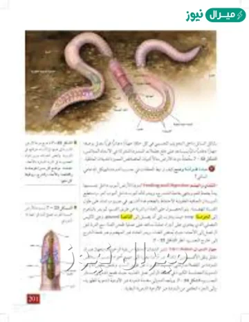 صف تكيف القناة الهضمية لدى الديدان الاسطوانية