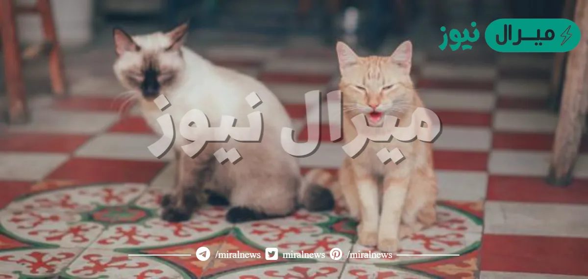 علامات البلوغ عند القطط