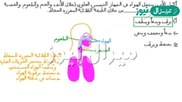 عند دخول ذرات الغبار العالقة في الهواء إلى جهاز تنفسي طبيعي فإنها يجب أن تنتهي في