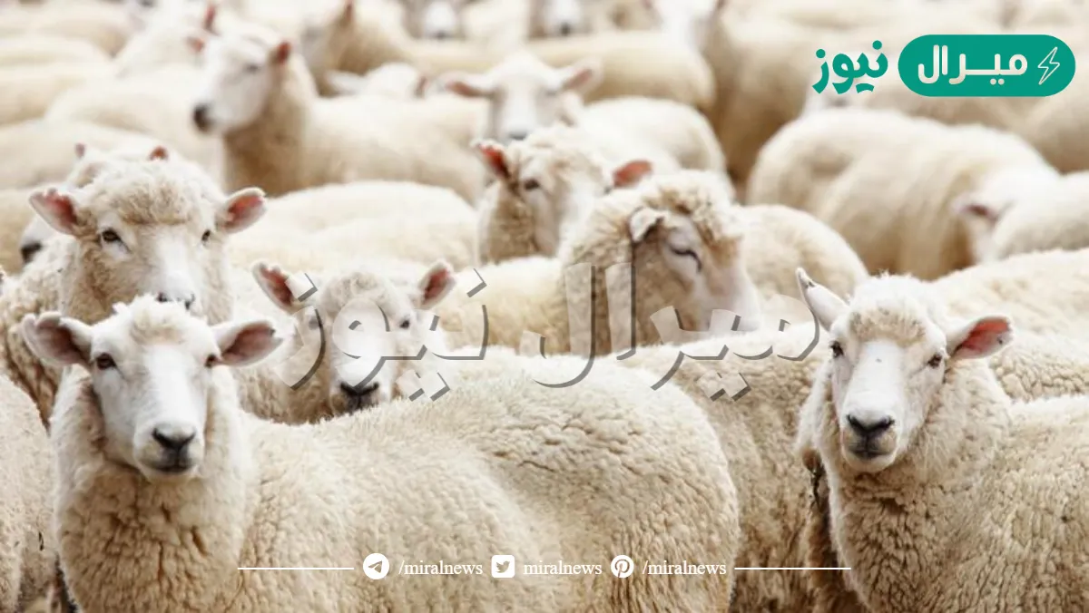 كم أسعار الأضاحي هذا العام السعودية
