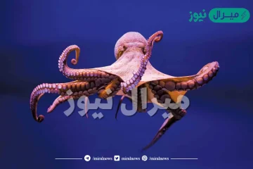 كم عدد اذرع الاخطبوط