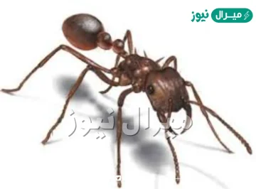 كم عدد ارجل النملة