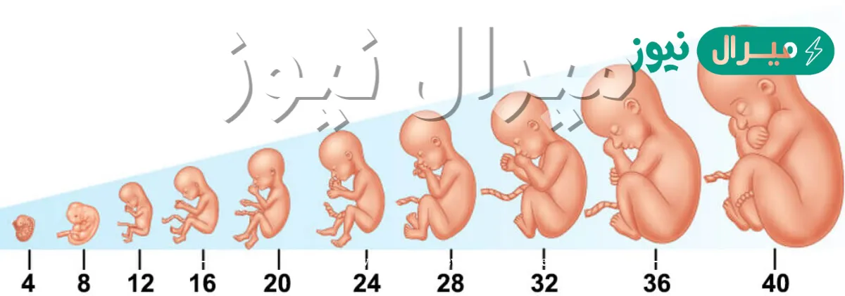 كم عدد اسابيع الحمل