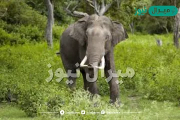 كم عدد اصابع الفيل الهندي