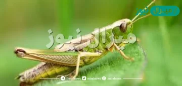 كم عدد العضلات التي يمتلكها الجراد