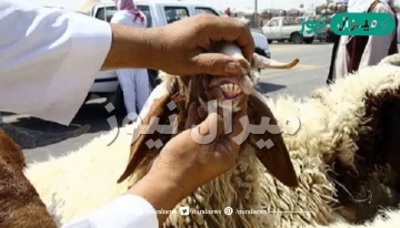 كم عمر الأضحية من الغنم