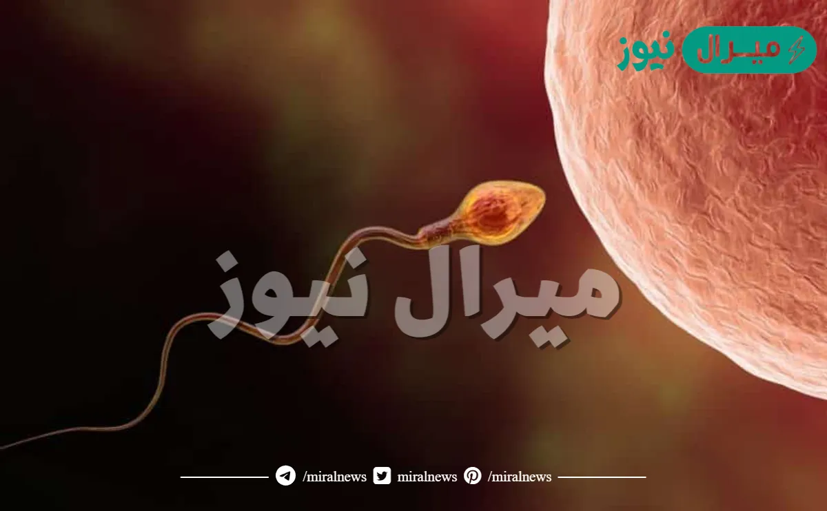 كيف اعرف ان البويضة تلقحت وصار حمل من اول يوم