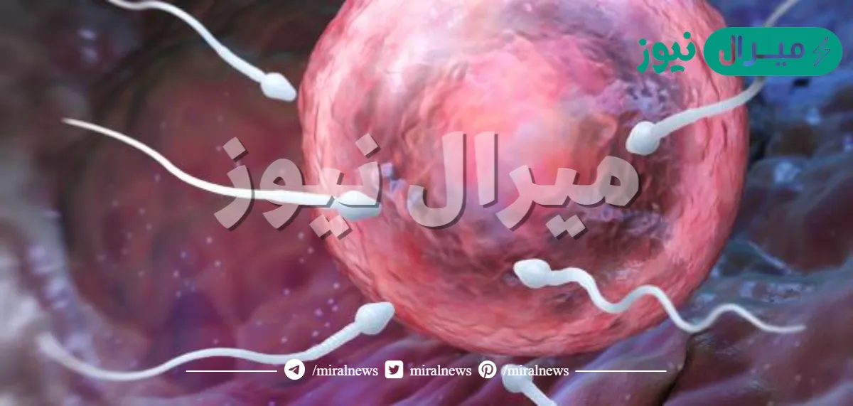 كيف اعرف انه تم تلقيح البويضه بنجاح