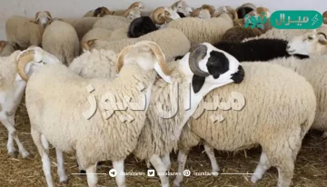 كيفية حجز موعد ذبح الاضحية في السعودية