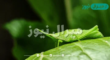 لماذا تستخدم بعض الحيوانات التمويه