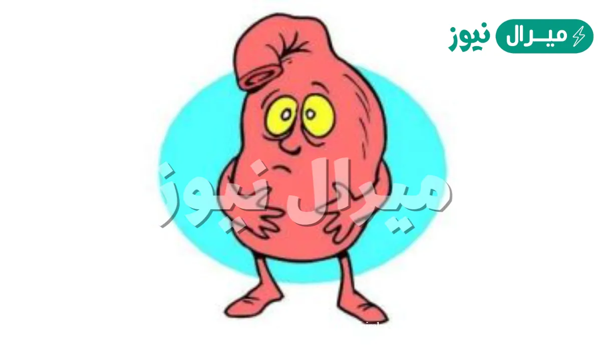 لماذا لا تهضم المعدة نفسها