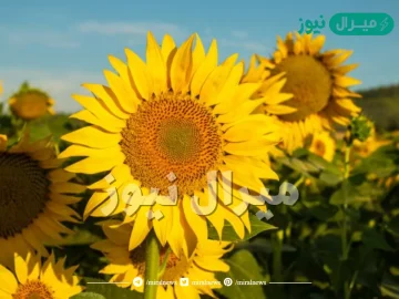 ما الاسم الذي يطلق على نبات عباد الشمس