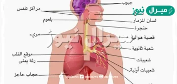 ما العضو المشترك بين الجهازان الهضمي والتنفسي عند الإنسان