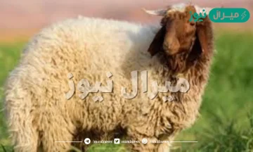 ما انواع الخرفان بالسعودية وأسعارها