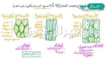 ما اهمية الخلايا الاسكلرنشيمية في النباتات