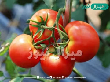 ما سبب احتواء الثمرة على أكثر من بذره واحدة في نبات البندورة