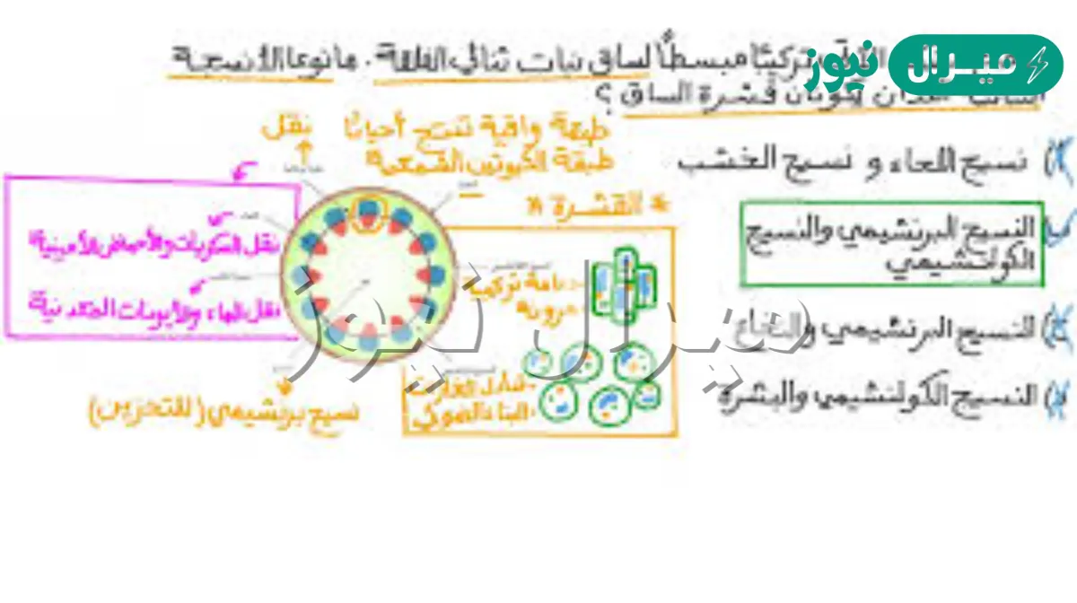 ما نوع الخلايا التي تكون مركز جذور النباتات ذات الفلقتين