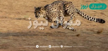 ما هو اسرع حيوان بري