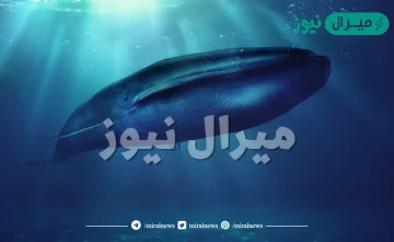 ما هو اكبر حيوان في العالم