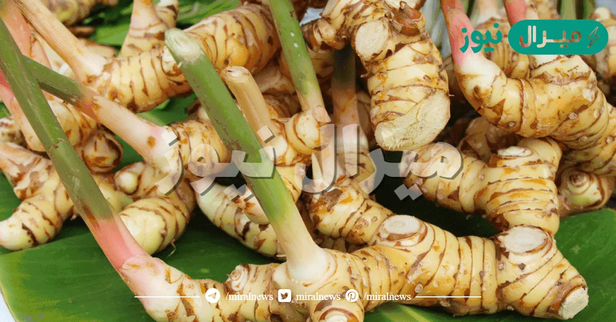 ما هو الخولنجان