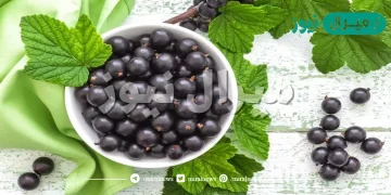 ما هو الكشمش