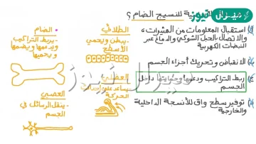 ما هو النسيج الضام السائل في الجهاز الدوري