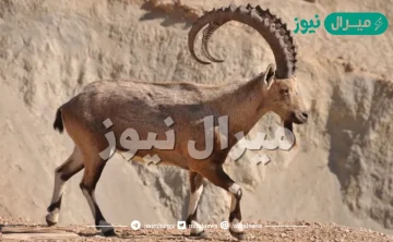 ما هو ولد الوعل او الشاة