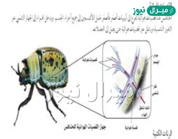 ماذا تسمى المادة التي تكون الهيكل الخارجي عند الحشرات؟