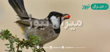 ماذا يسمى صوت البلبل