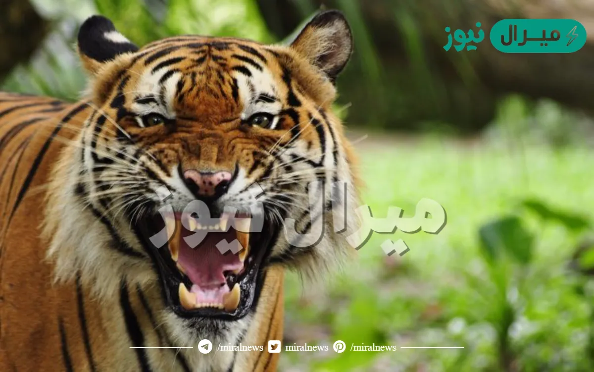 ماذا يسمى صوت النمر