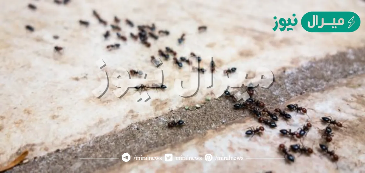 ماذا يعني وجود النمل في البيت