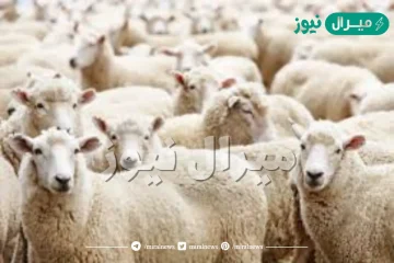 ماذا يقال عند ذبح الأضحية ؟