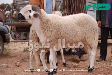 ماذا يقال عند ذبح الاضحية في العيد