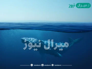 ماهو النبي الذي ابتلعه الحوت