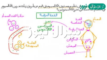 متى ينشط هرمون الكالسيتونين