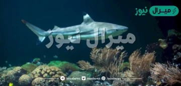 من الاسماك الغضروفيه