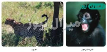 من سلوك التواصل السمعي