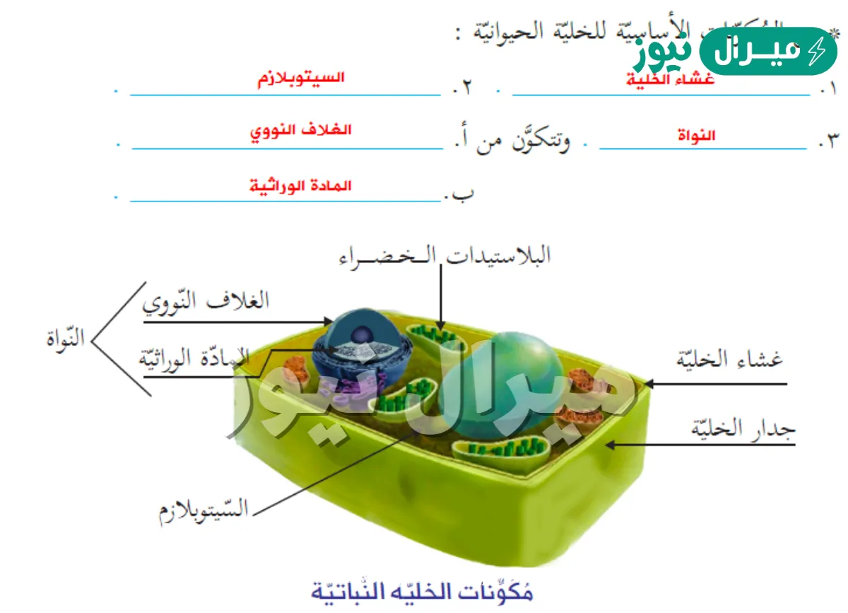 نظريه الخليه الصف السادس